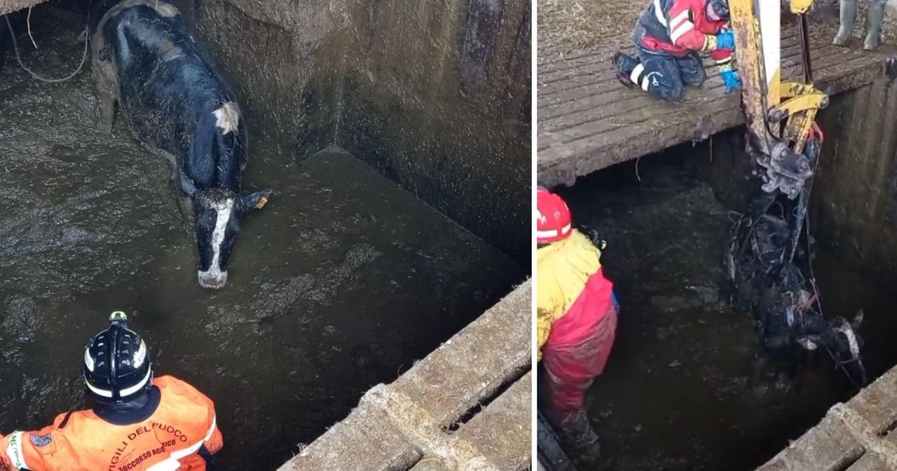 
	Il salvataggio delle mucche

