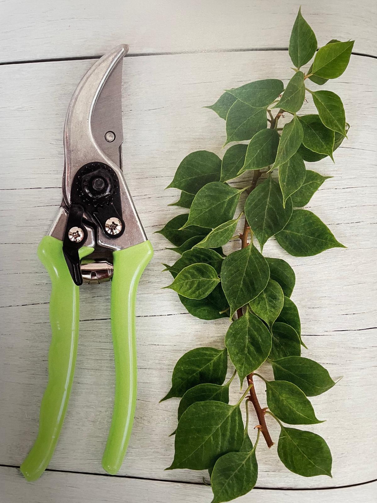 Potatura delle piante, necessaria per una crescita equilibrata