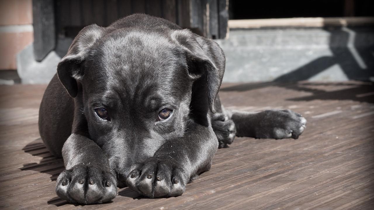 Come educare Fido a non chiedere bocconcini quando siamo a tavola