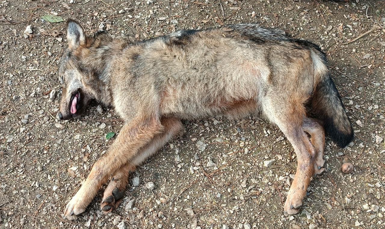 
	La lupa trovata morta

