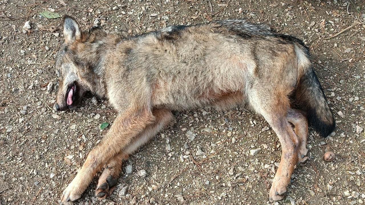 La lupa trovata morta