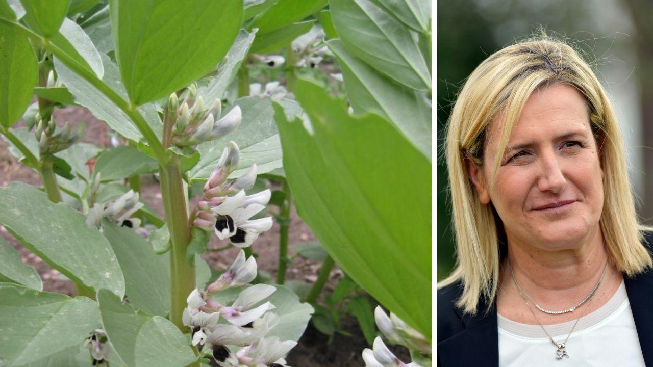 Una pianta e la sindaca Ulivieri (foto di Giancarlo Grassi)