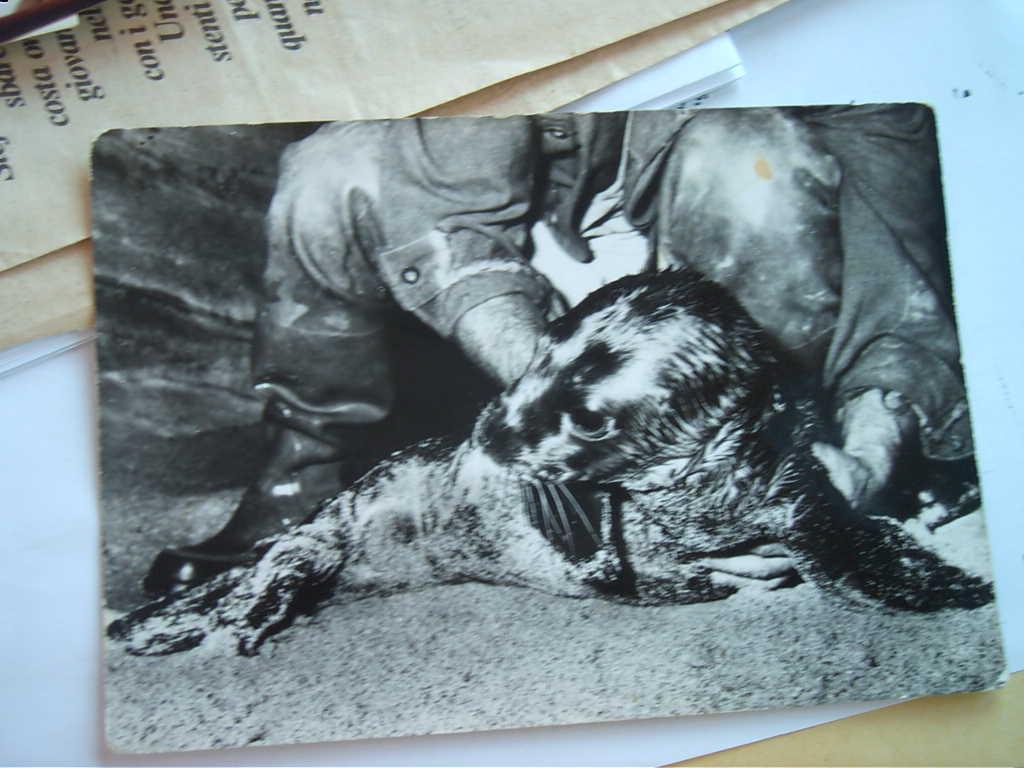 Nino Romano, l’uomo che sussurrava alla foca monaca