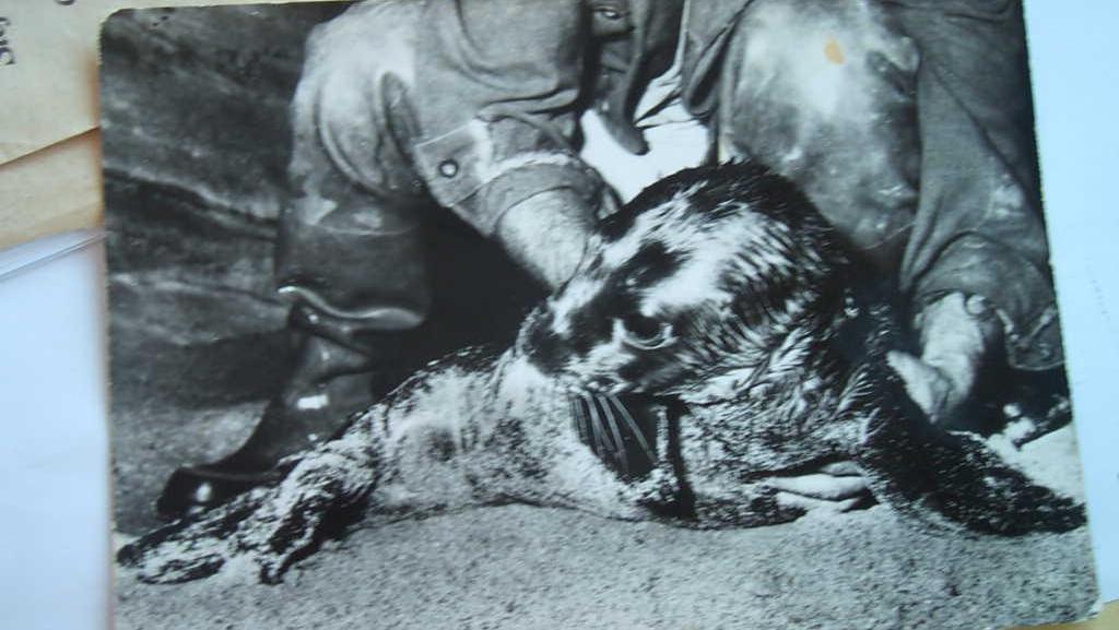 Nino Romano, l’uomo che sussurrava alla foca monaca