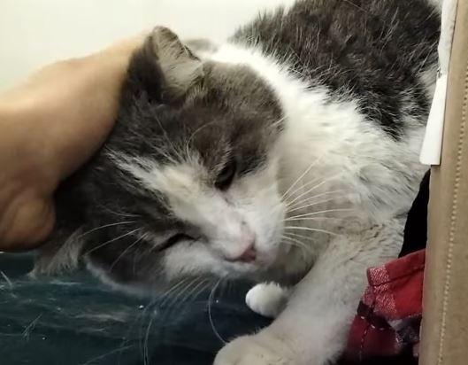 La padrona è morta, il gatto Claudio è rimasto solo a 13 anni