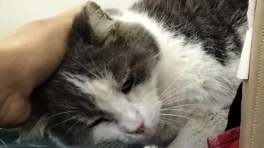 La padrona è morta, il gatto Claudio è rimasto solo a 13 anni