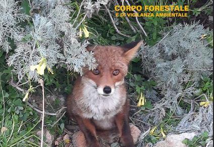 La volpe resta intrappolata, forestali al lavoro per salvarla