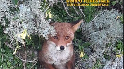 La volpe resta intrappolata, forestali al lavoro per salvarla