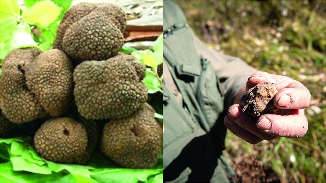 La Sardegna diventa terra dei tartufi, anche grazie a pecore e noccioli