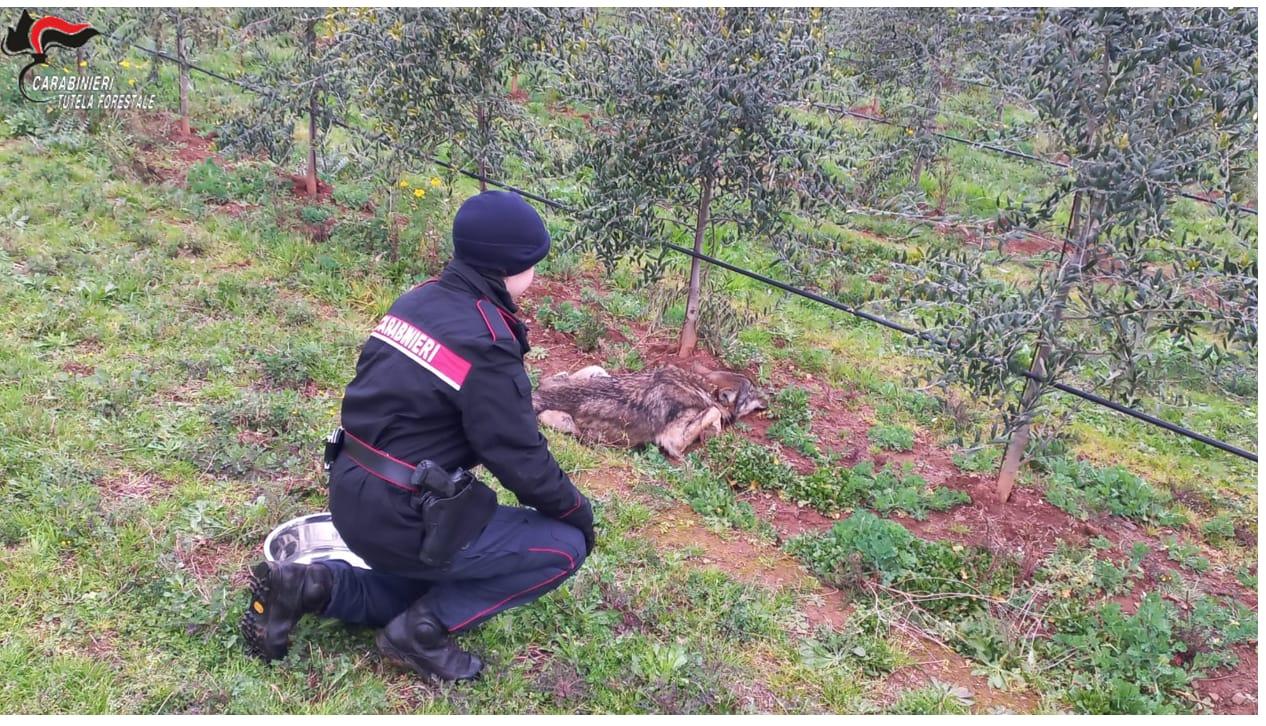 Gavorrano, lupo ferito soccorso dai carabinieri