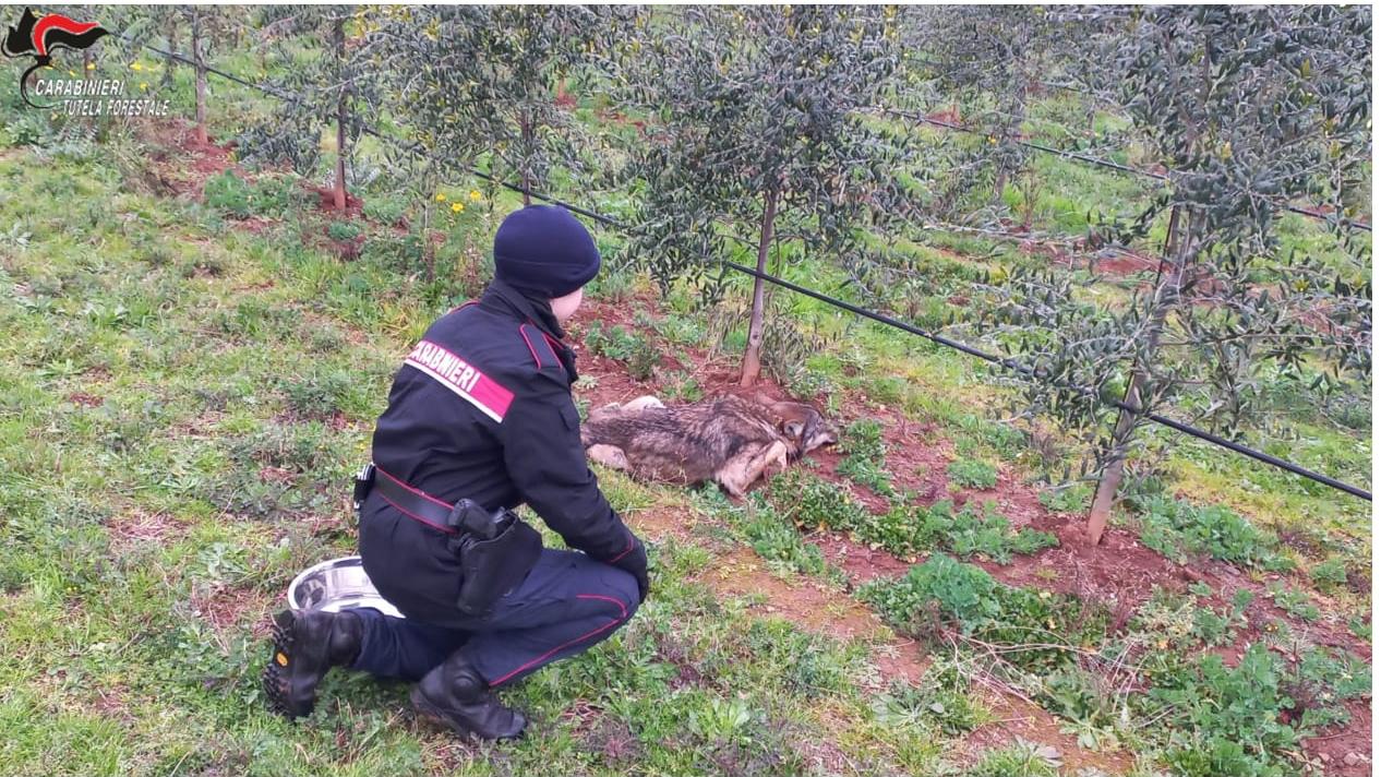 Gavorrano, lupo ferito soccorso dai carabinieri