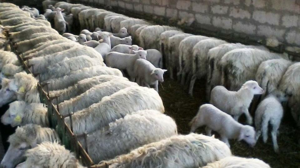 Lingua blu, dal primo marzo un milione di vaccini nel Nord Ovest