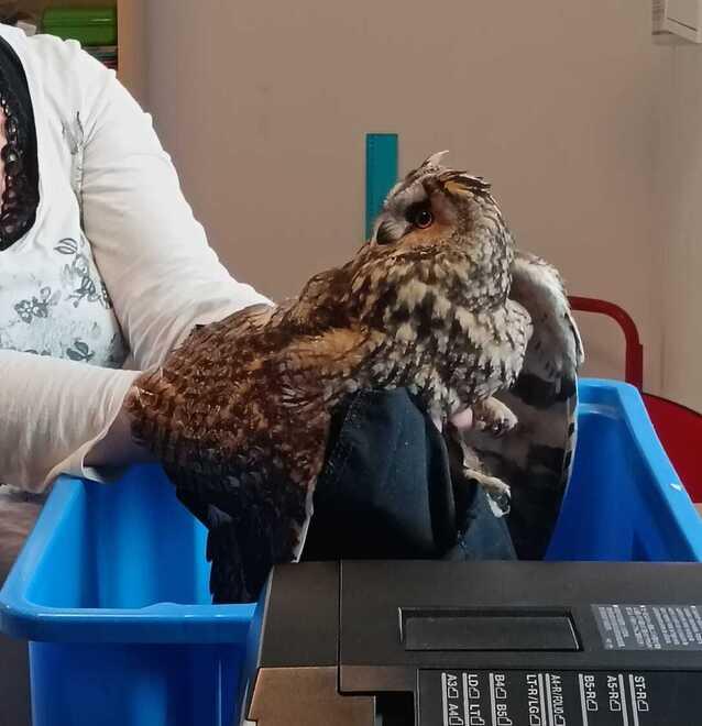 “Gufetta” cade e batte la testa: salvata dagli studenti della Galilei a Cavriago