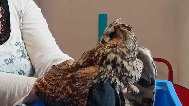 “Gufetta” cade e batte la testa: salvata dagli studenti della Galilei a Cavriago