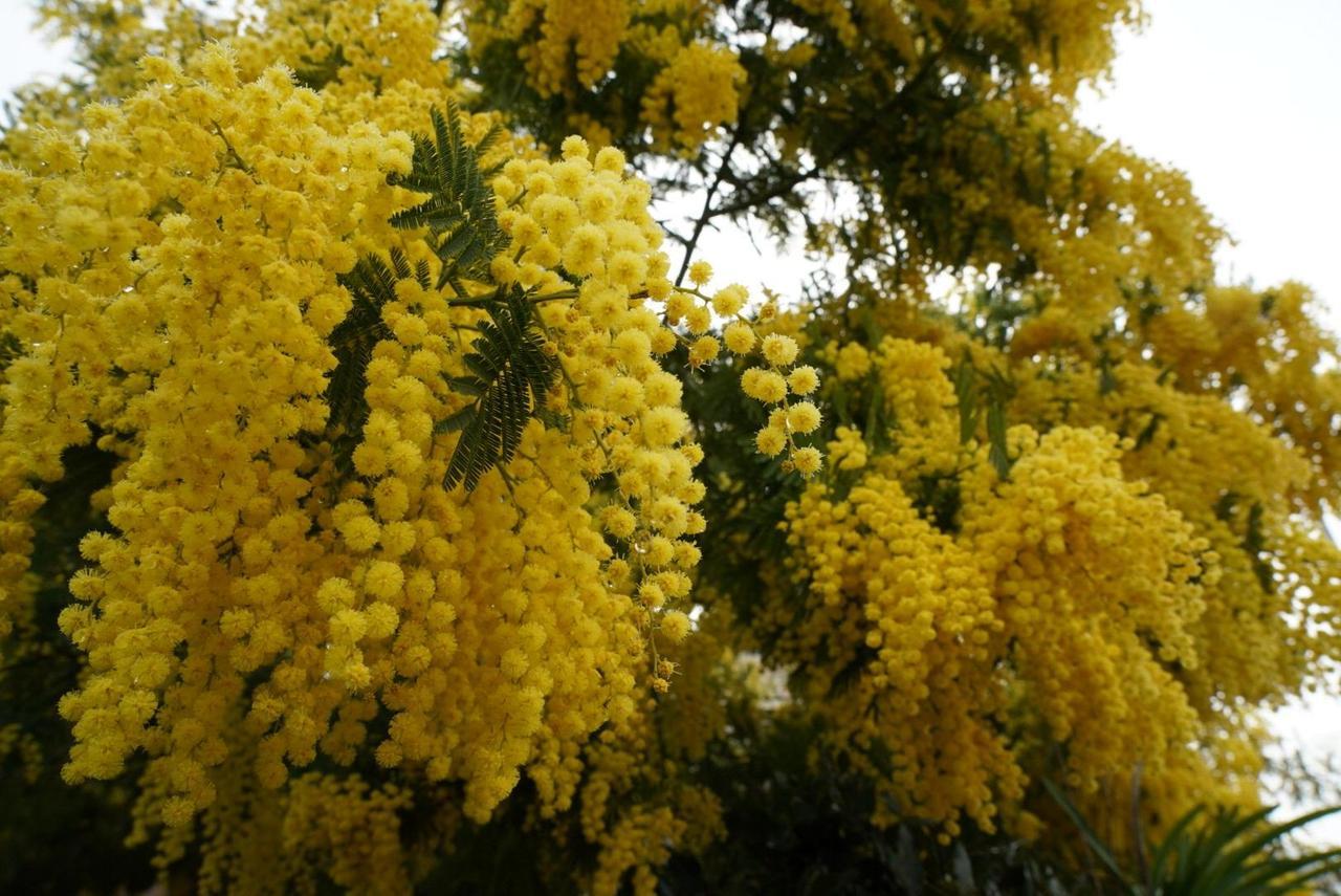 Collesalvetti è donna tra artigianato, stili di vita del passato, spettacolo. E si inaugura la panchina viola
