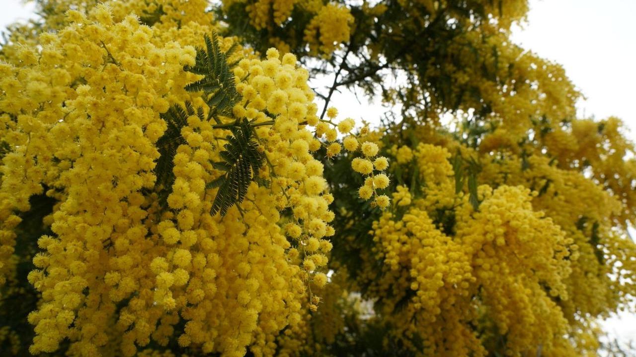 Collesalvetti è donna tra artigianato, stili di vita del passato, spettacolo. E si inaugura la panchina viola
