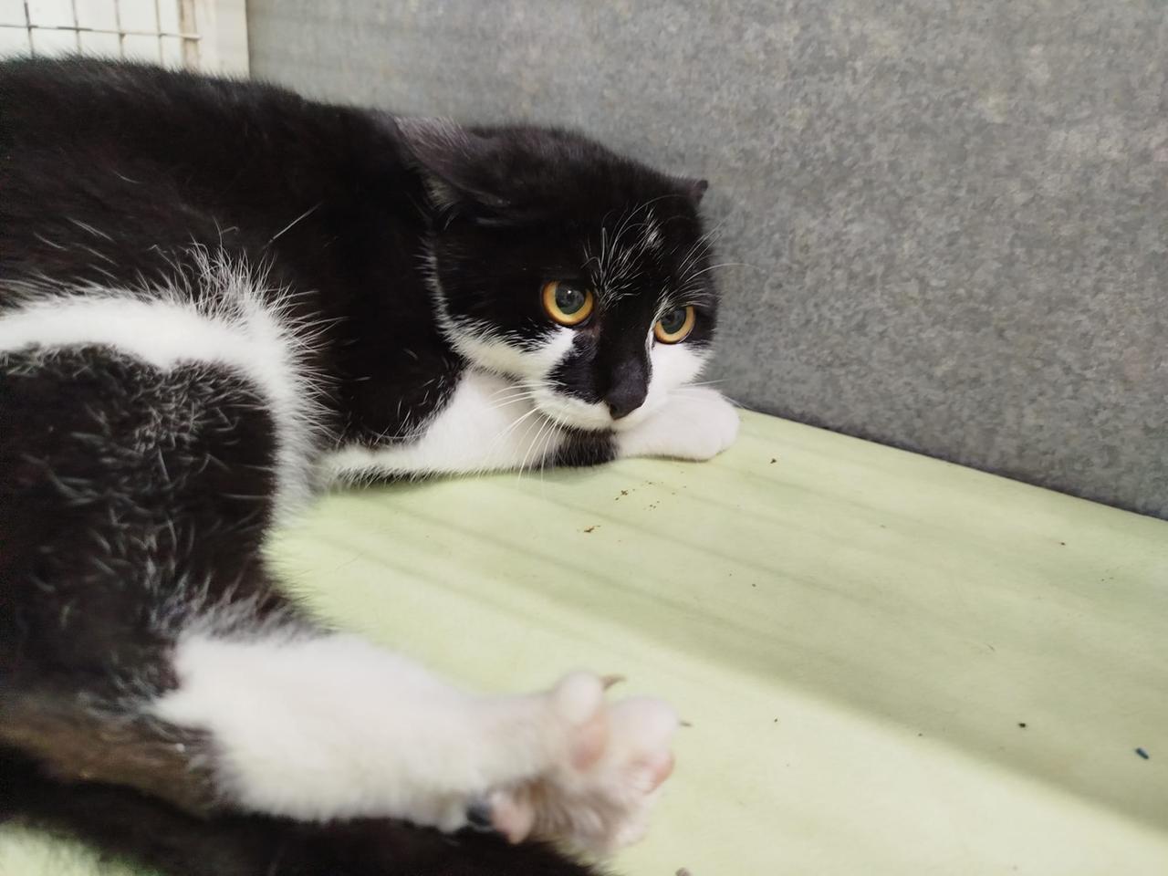 
	La gatta ferita con una carabina ad aria compressa a Carmignano

