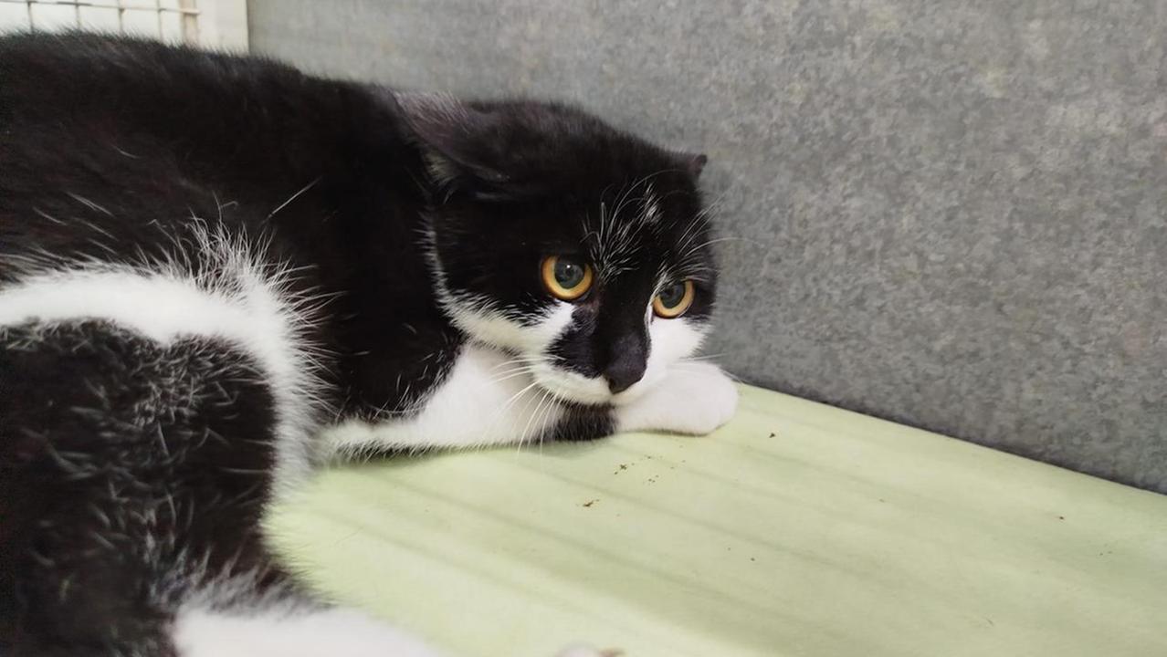 La gatta ferita con una carabina ad aria compressa a Carmignano