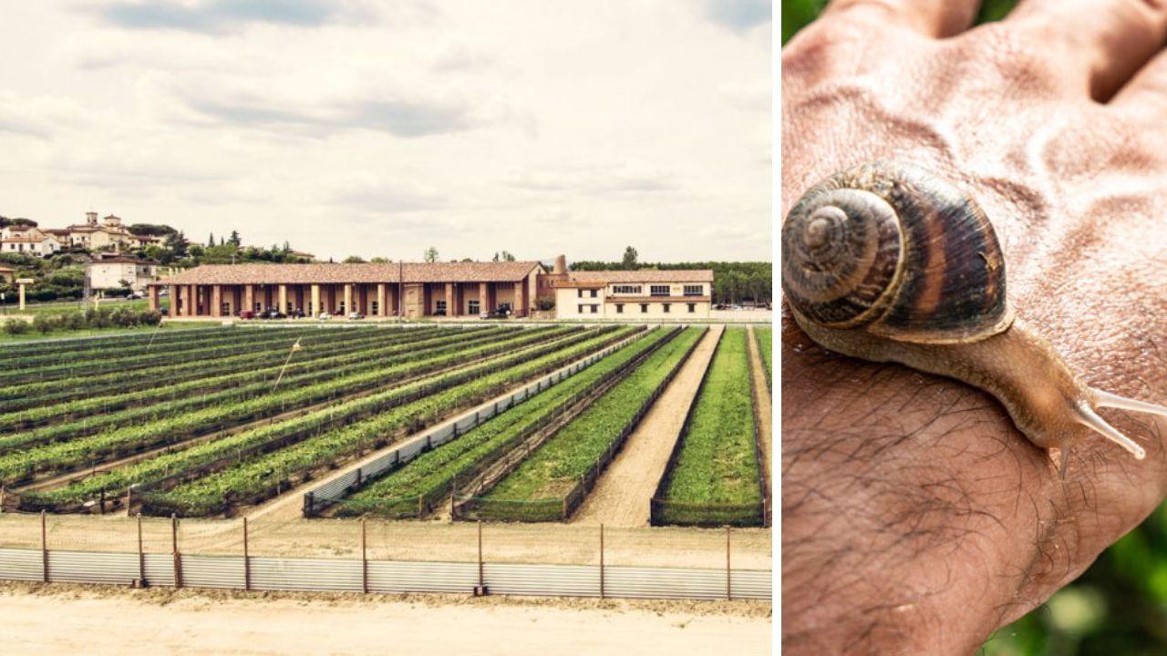 L'azienda di Capannoli e un esemplare di Helix Aspersa Muller