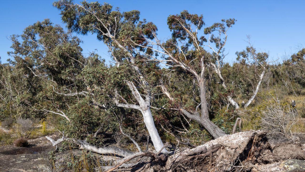 Si teme il vento forte in Toscana