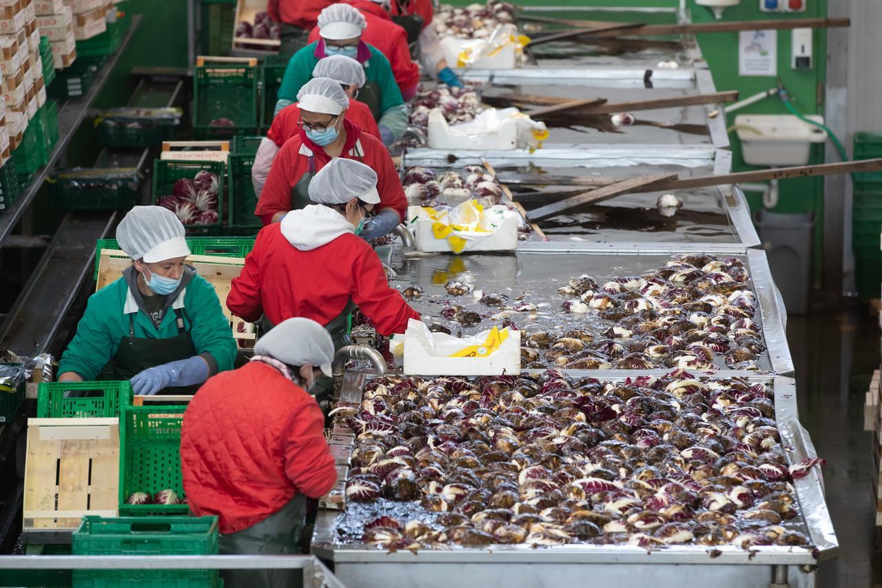 Bosco Mesola, 17 operai intossicati nella fabbrica di radicchi: cos’è successo