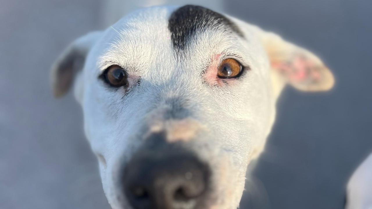 Domitilla trova casa dopo sette anni in canile