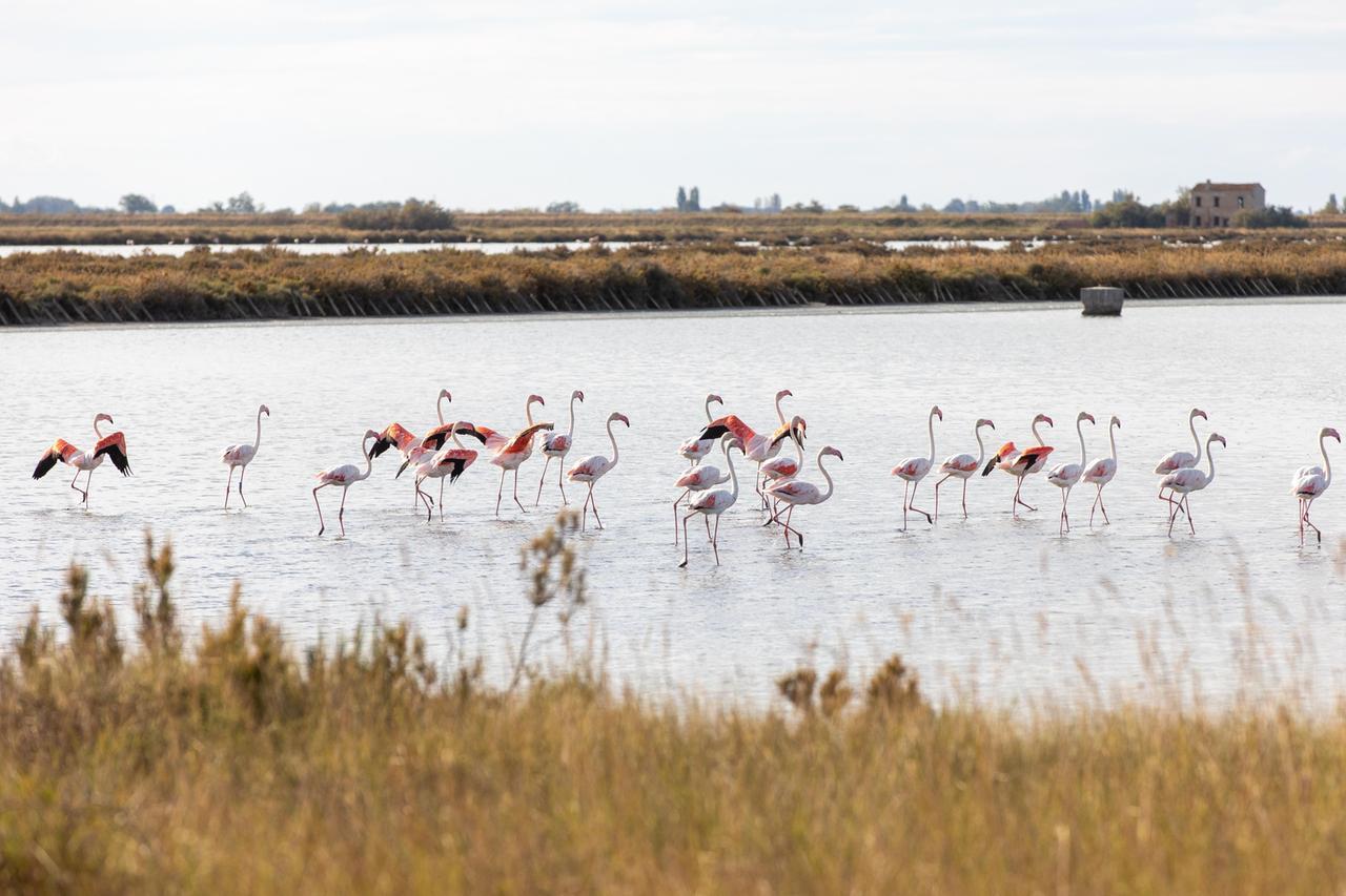Codigoro, belli i fenicotteri rosa, ma quanti danni per i risicoltori