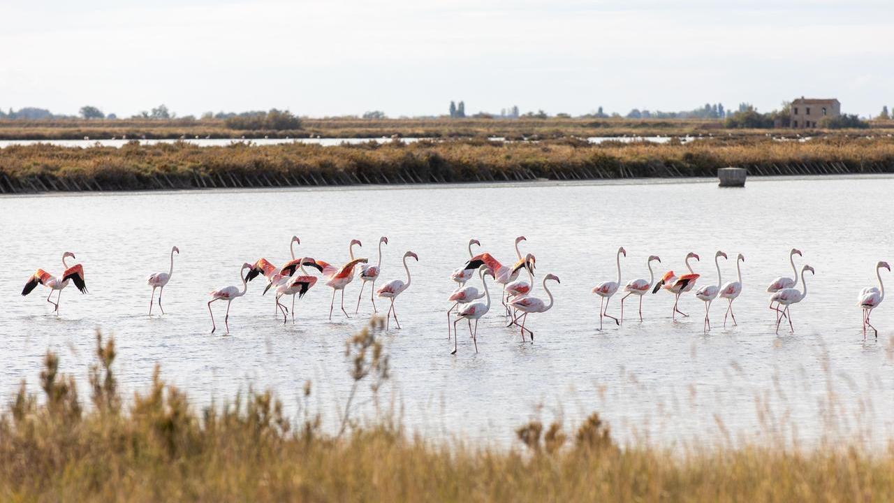 Codigoro, belli i fenicotteri rosa, ma quanti danni per i risicoltori