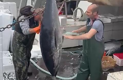 Lidi, mare sempre più caldo. Censite novanta specie aliene<br>
