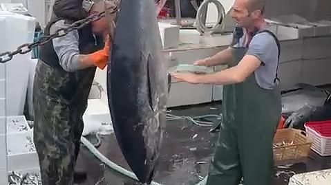 Lidi, mare sempre più caldo. Censite novanta specie aliene<br>