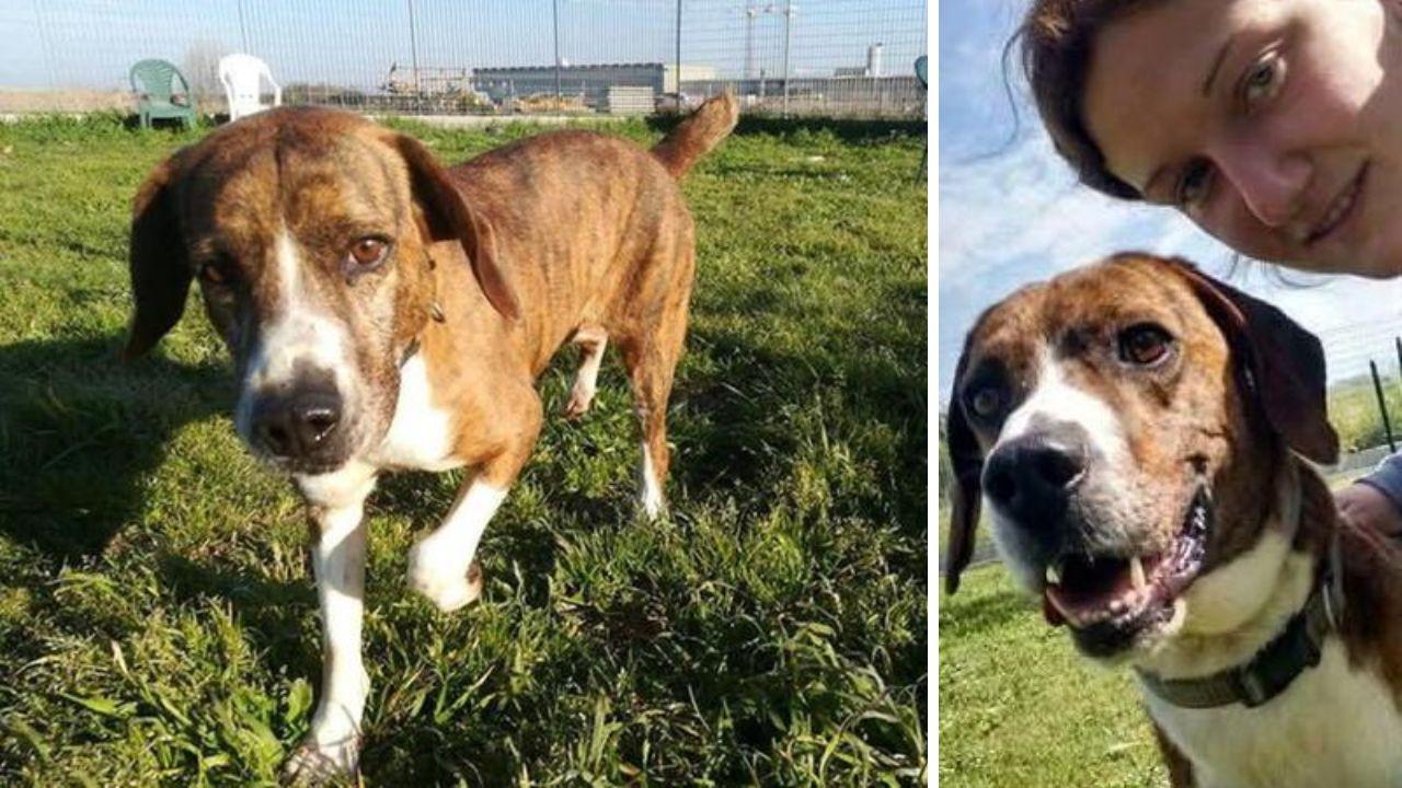 Poldo nel canile "Soffio di vento" di Pisa