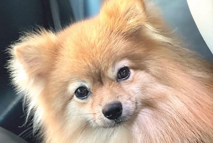 
	La piccola cagnolina Zoe, uccisa da un boccone trappola

