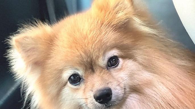 La piccola cagnolina Zoe, uccisa da un boccone trappola