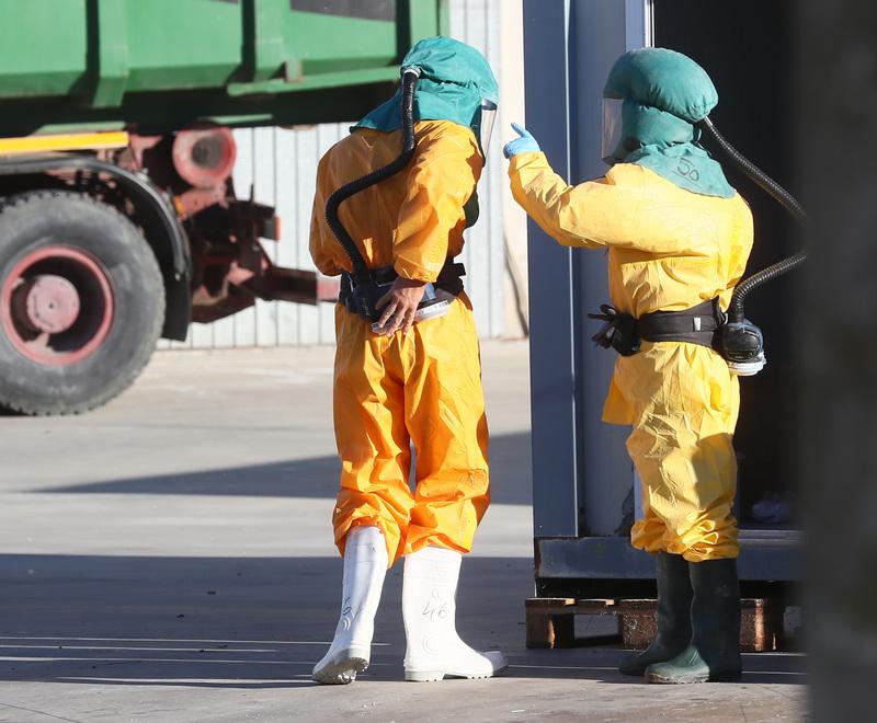 Aviaria a Codigoro, maxi indennizzo per i tacchini abbattuti