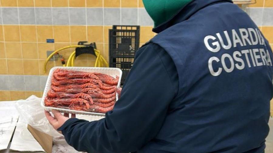 Sequestrati 200 chili di gamberi pescati abusivamente