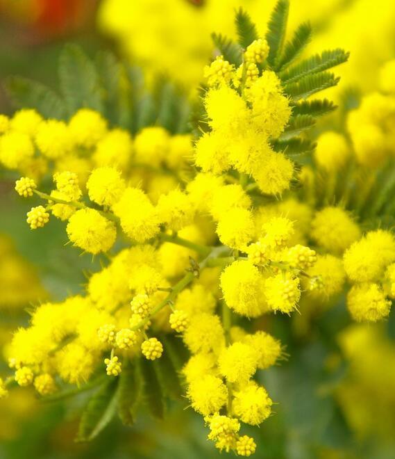 Mimosa, allegra e simbolica: un fiore per tutte le stagioni