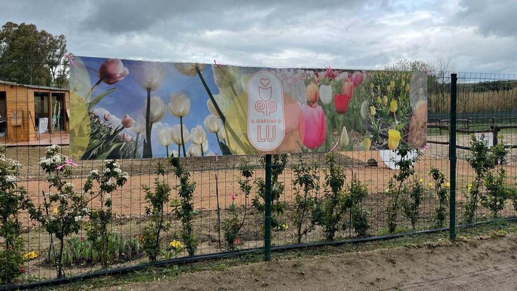 I tulipani del Giardino di Lu per combattere il tumore