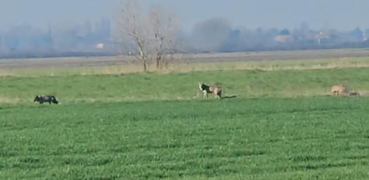 Tre lupi avvistati nelle campagne di Cona
