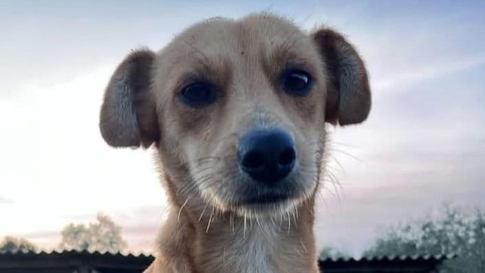 Il componidori perde il cagnetto Sibino: «Aiutatemi a ritrovarlo»