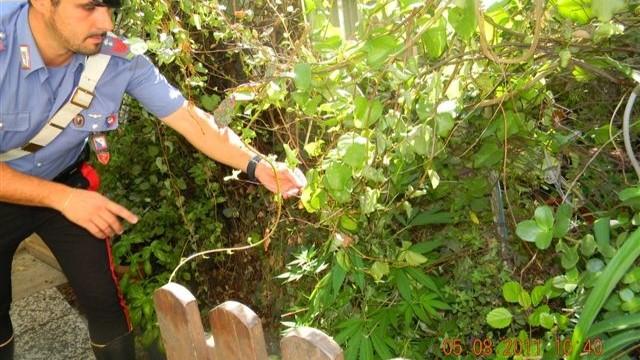 Maxi sequestro di marijuana, una assoluzione e un rinvio a giudizio