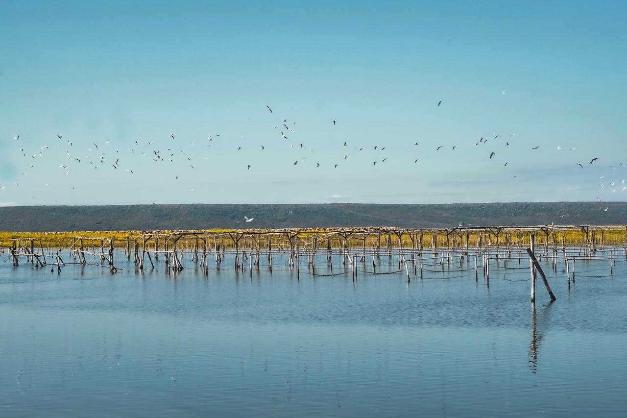 A rischio la produzione di Nieddittas, l’allarme di Coldiretti