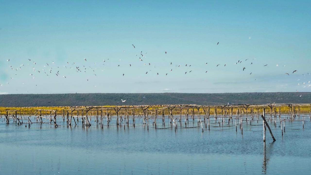 A rischio la produzione di Nieddittas, l’allarme di Coldiretti