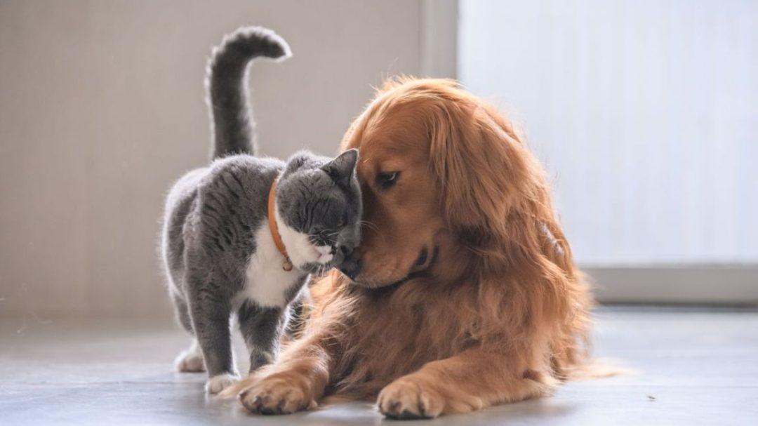 Sterilizzare cani e gatti, i consigli del veterinario