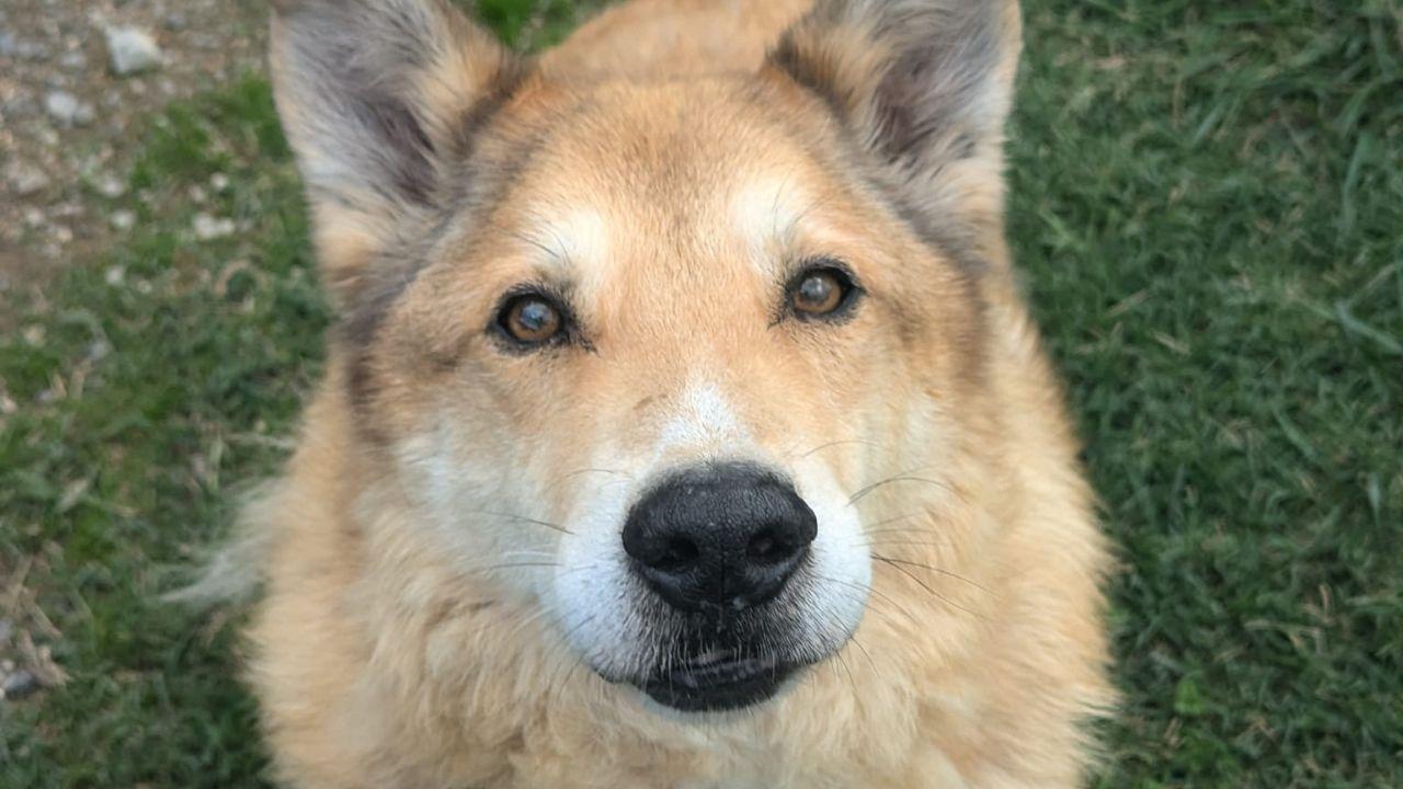 Beethoven, vita in canile
è lui il veterano del rifugio