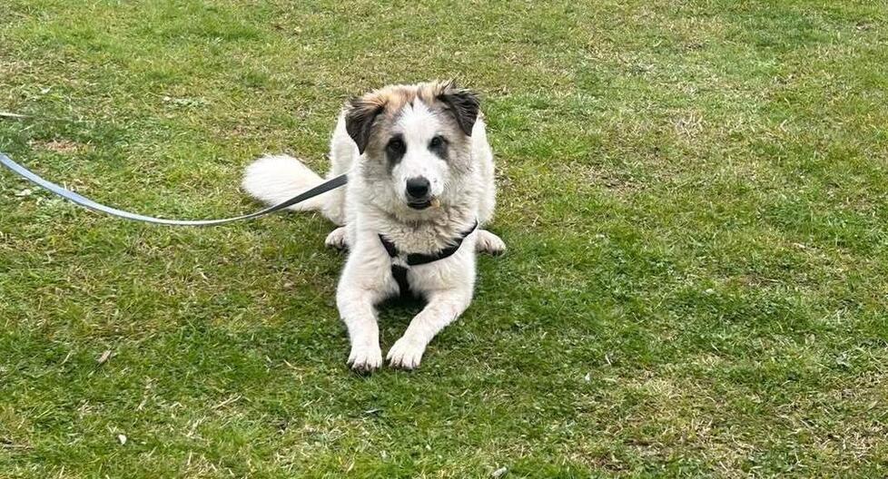 Maya, sette mesi, ha già alle spalle il rifiuto di una famiglia. L’appello: «È gioiosa e vivace, qualcuno la prenda con sé»<br type="_moz" />
