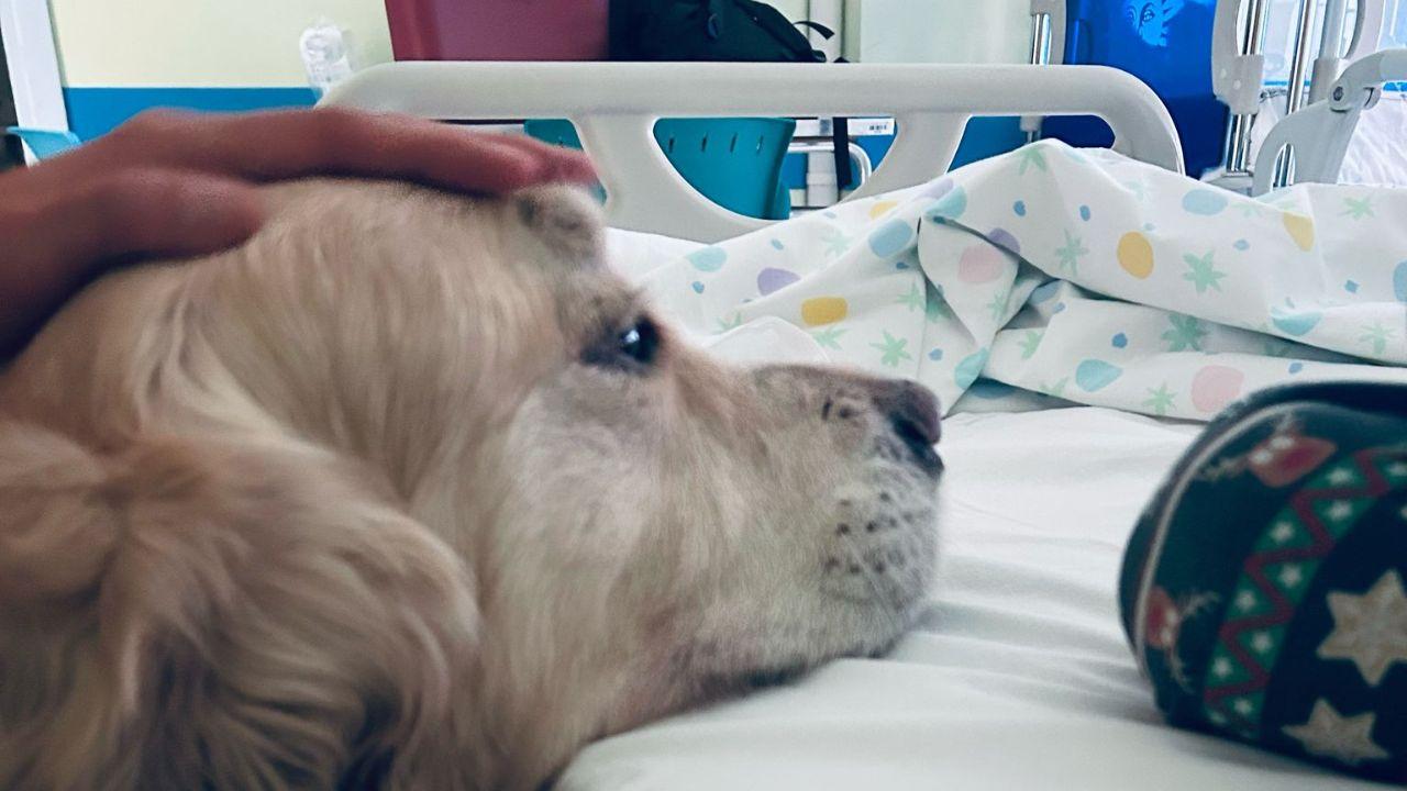 Dopo lo stop per il Covid, Artù e Luna tornano in ospedale&nbsp;«Così i piccoli pazienti affrontano meglio paura e dolore»<br type="_moz" />
