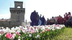 I tulipani nei giardini sulle mura del Rivellino (foto Paolo Barlettani 2023)