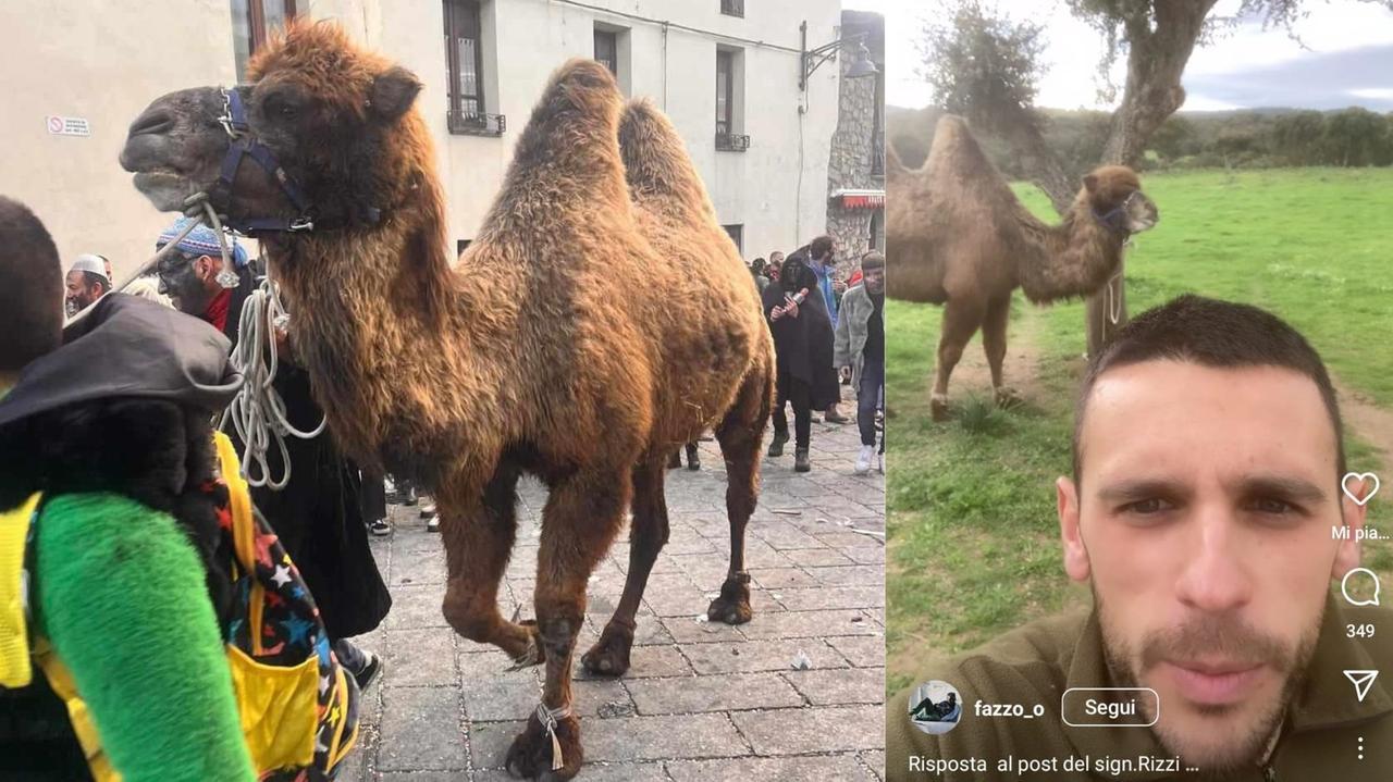 L’allevatore di Ovodda risponde all’animalista Rizzi: «Cammello a spasso per il paese? L’ho salvato da una vita in agonia» – VIDEO