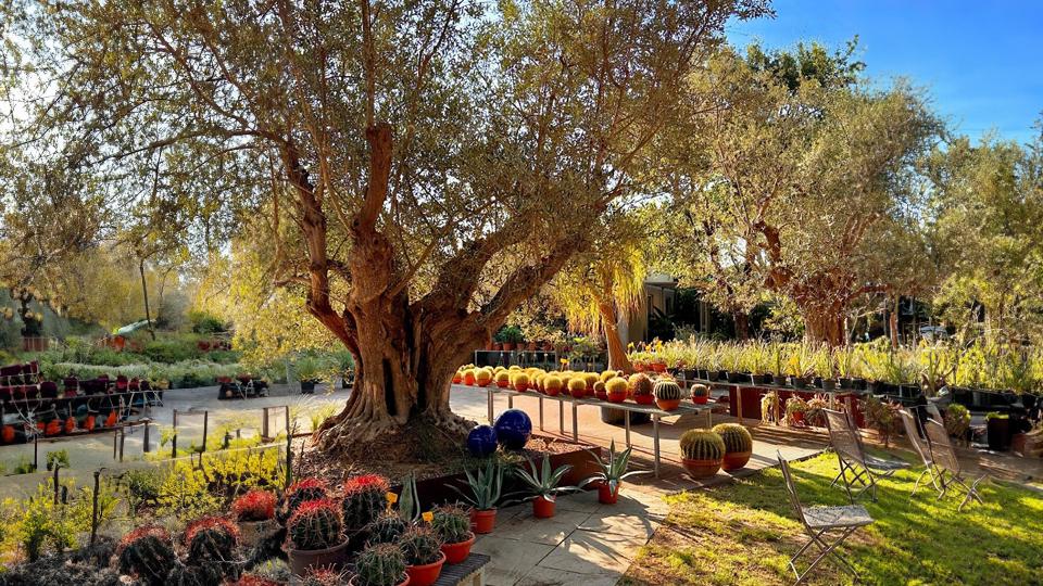 Vivaio Principina, una varietà di piante selezionate con esperienza, responsabilità e rispetto dell’ambiente