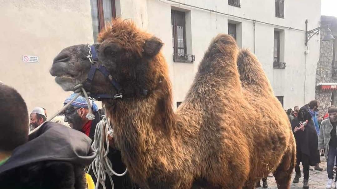 Caso Ovodda, l’ex deputato Piras: «In Sardegna rapporto con gli animali sempre rispettoso»